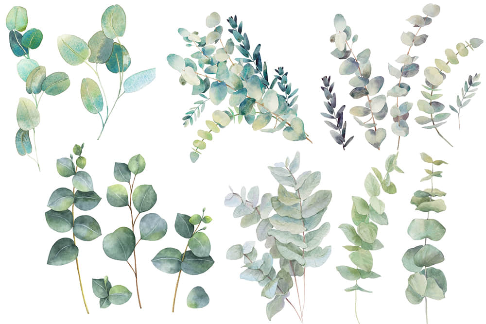 水彩植物ins风绿植叶子北欧装饰插画文艺手绘